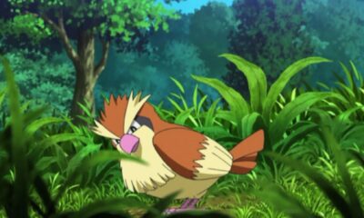 pokemon pidgey anime