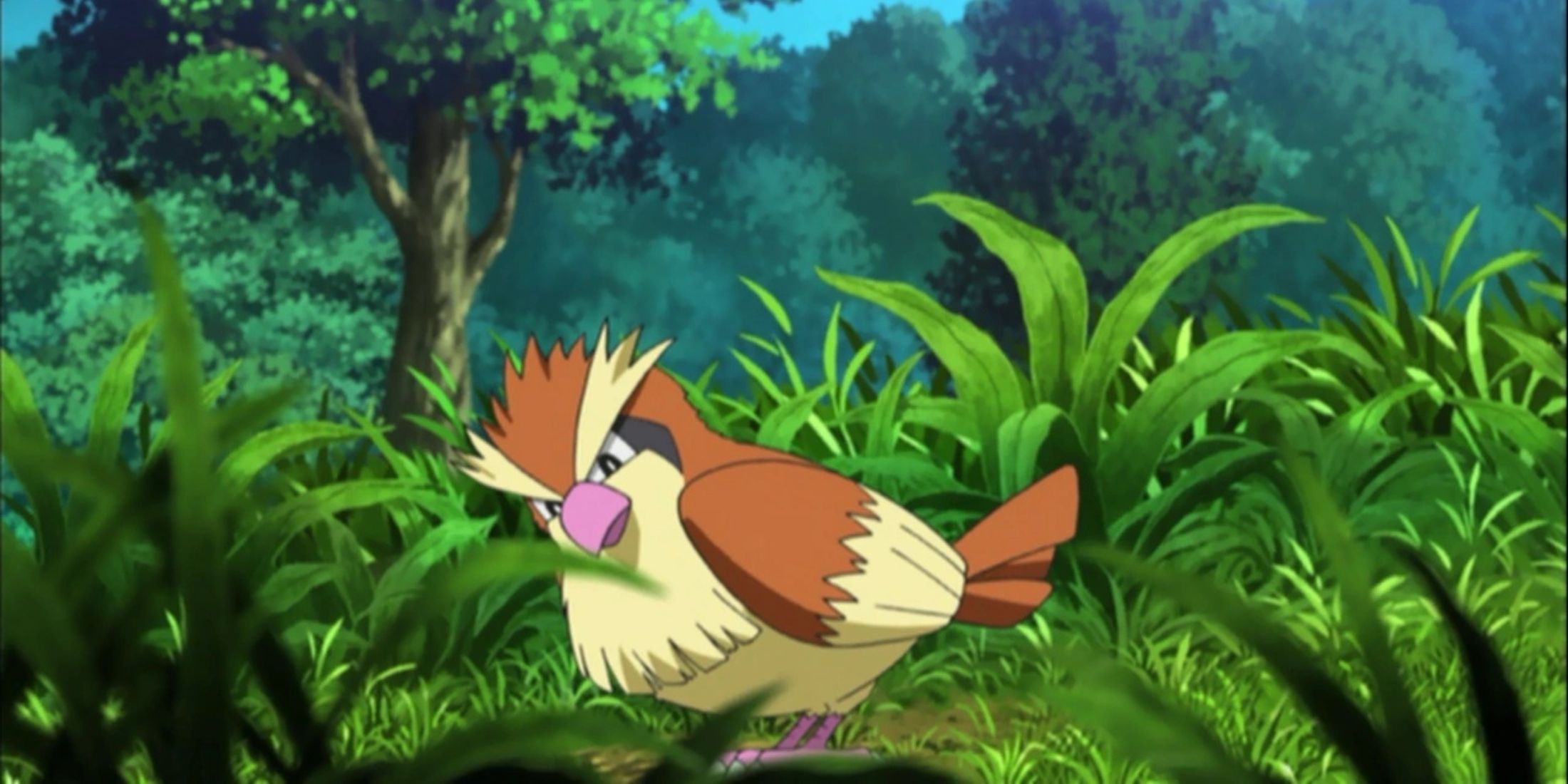 pokemon pidgey anime