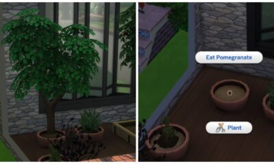 pomegranata guide sims 4