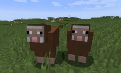 minecraft brown sheep