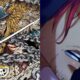 one piece oda set to reveal two new conqueror s haki users in elbaf