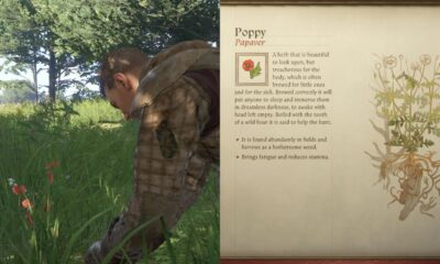 where to find poppy in kingdom come deliverance 2